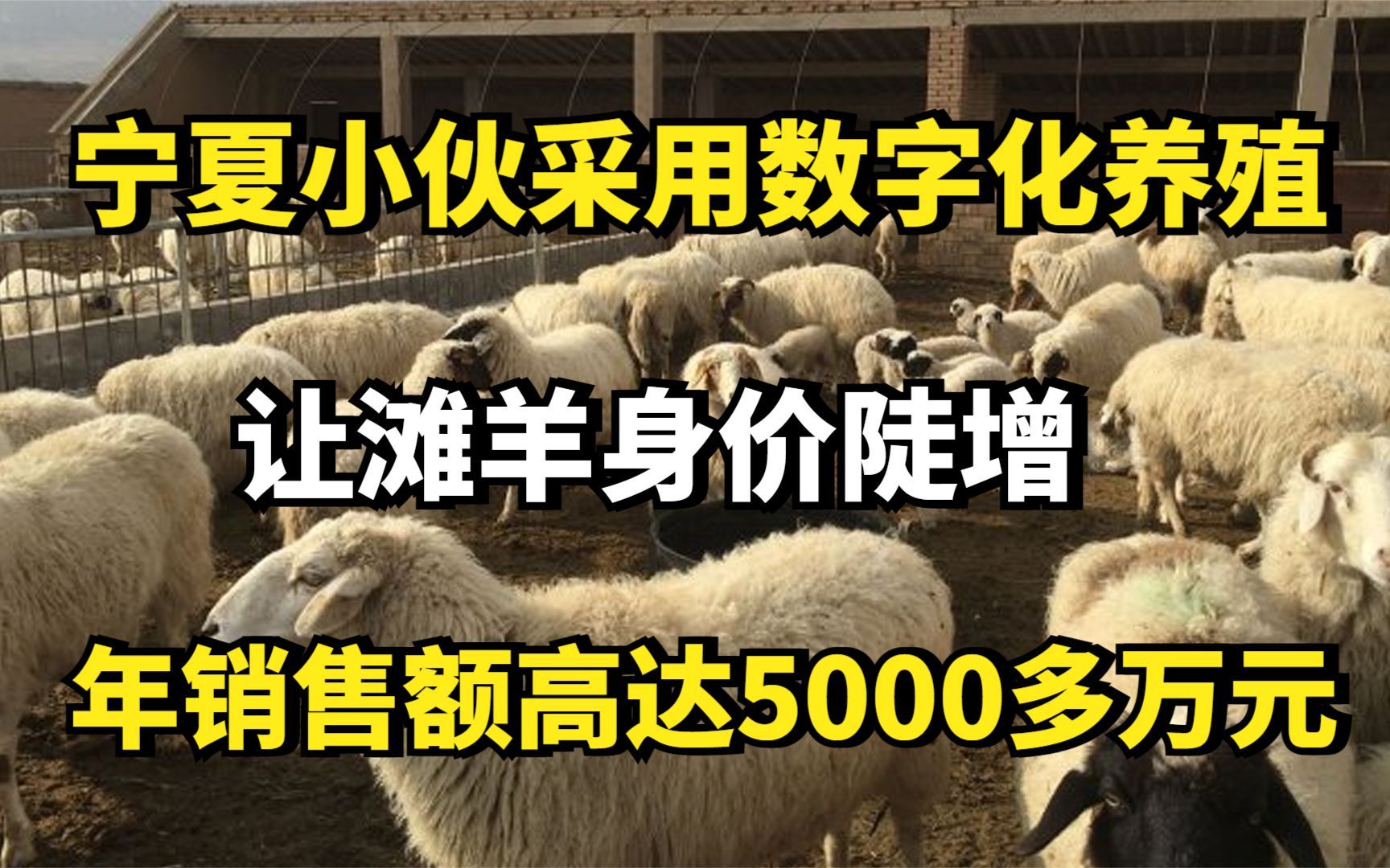 宁夏小伙采用数字化养殖,让滩羊身价陡增,年销售额高达5000多万元哔哩哔哩bilibili