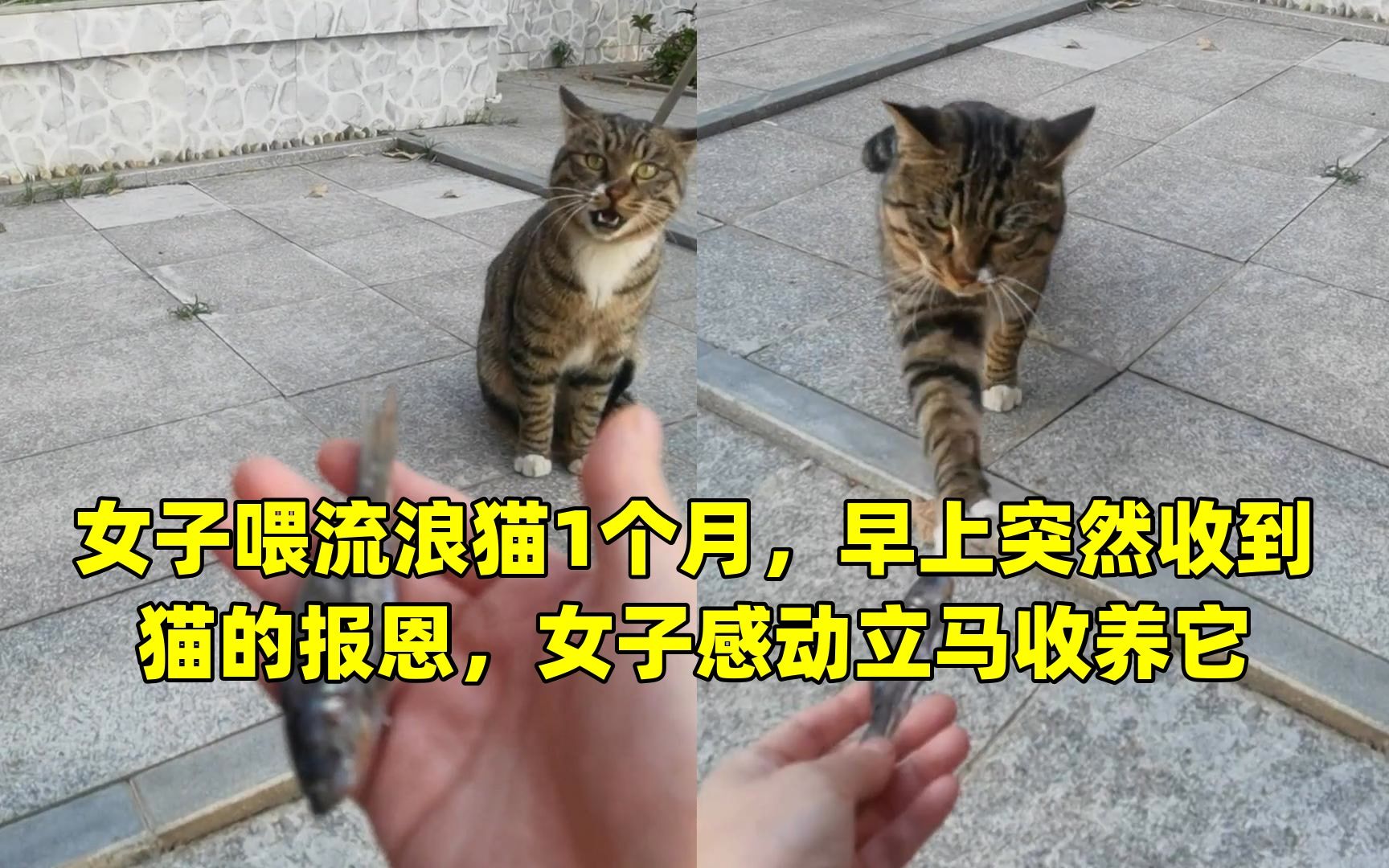 [图]女子喂流浪猫1个月，早上突然收到猫的报恩，女子感动立马收养它