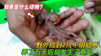 Descargar video: 在野外捡到两只奇怪的幼崽，照顾几天好发生了意外