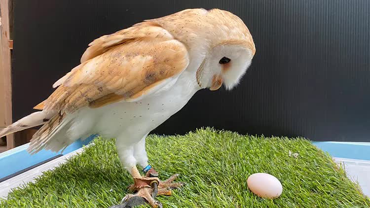 日本动物园"公仓鸮"突然下蛋 饲养员和"本鸟"都惊呆了