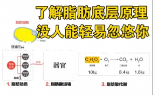 Download Video: 减肥，了解脂肪代谢底层知识，没人能轻易忽悠你！