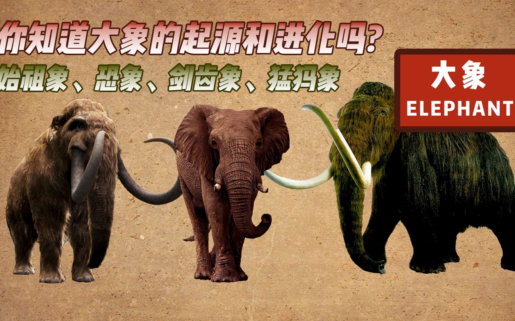 猛犸象vs大象图片