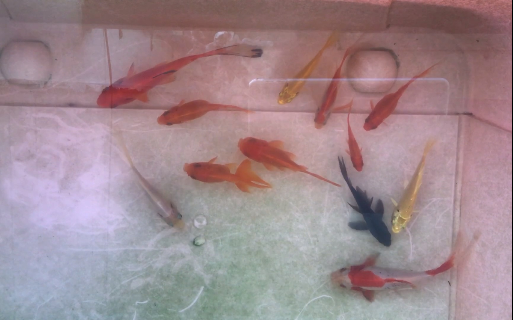 我的小草金和锦鲤