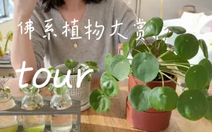 Download Video: 治愈佛系绿植赏 | chill plant tour