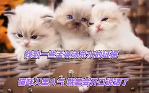 Video herunterladen: 找到一些孟婆汤兑水的证据，猫咪人里人气，就差会开口说话了