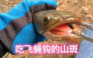 山斑鱼 哔哩哔哩 Bilibili