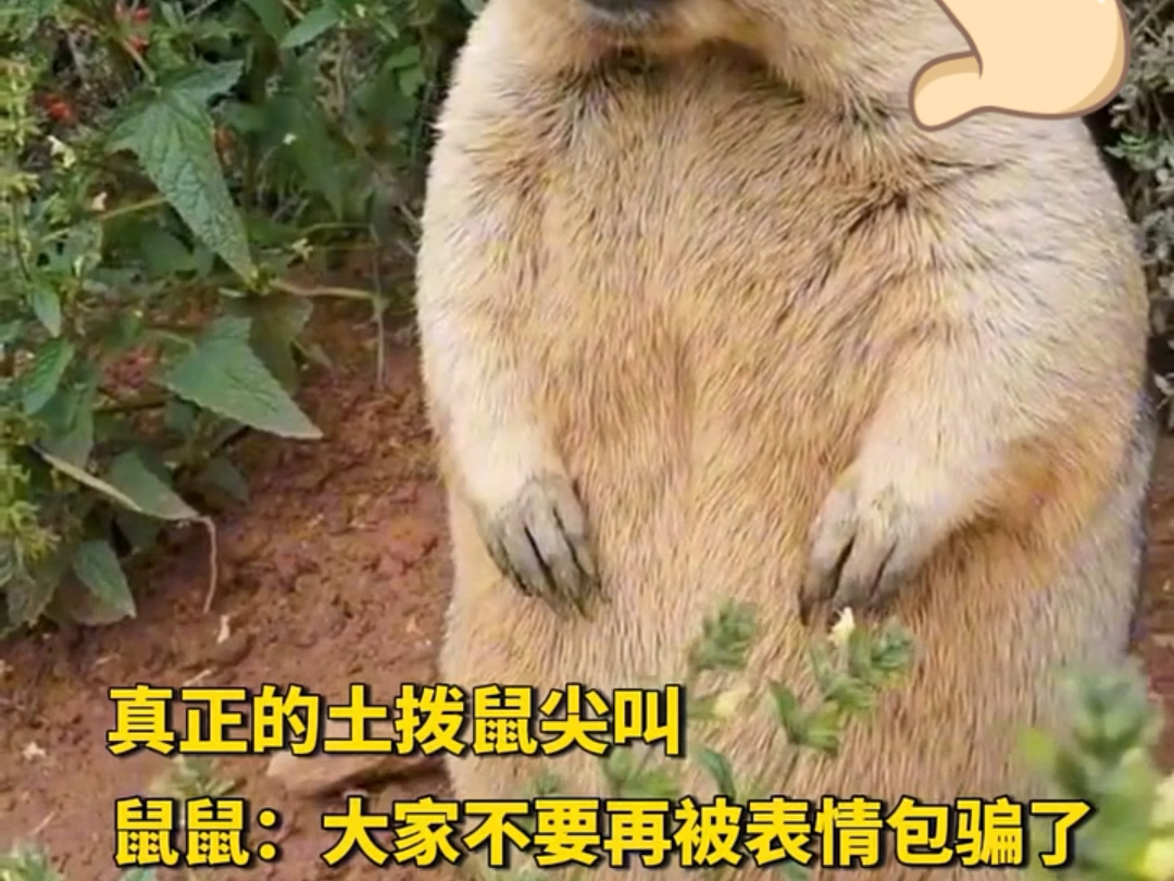 真正的土拨鼠尖叫,真的太魔性啦