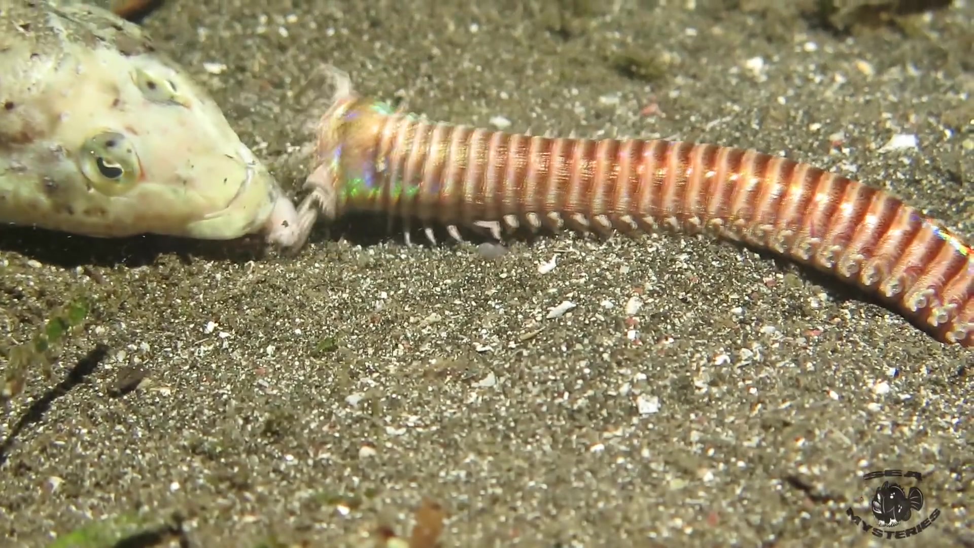 博比特虫的喂食