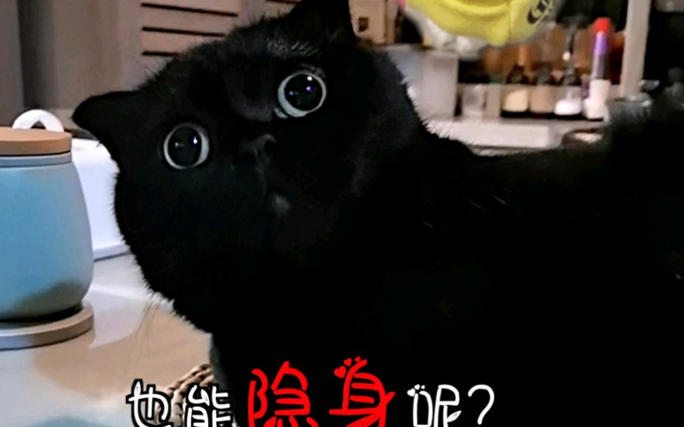 隐身猫旁边的猫也可以隐身吗?视频最后证明了一切……哔哩哔哩bilibili