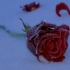 【易碎感】雪地中即将凋零的玫瑰