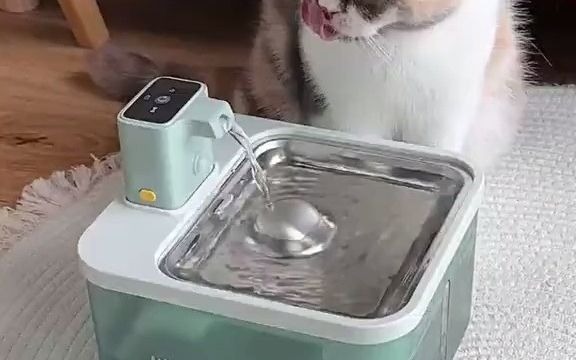 想要小猫多喝水一共分几步!猫咪自动饮水器 萌宠好物 新手养猫哔哩哔哩bilibili