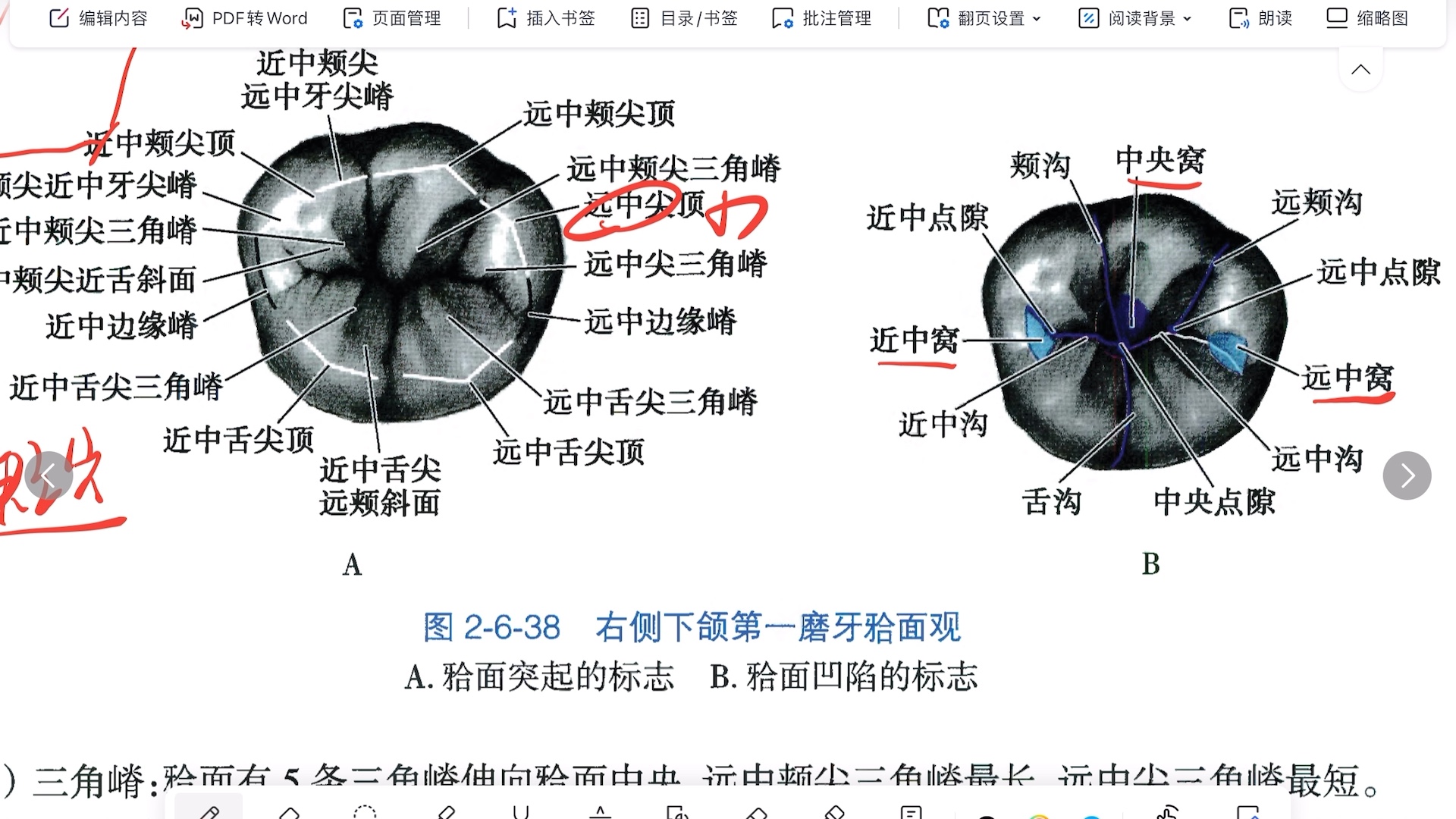 下颌第一磨牙颌面形态特征哔哩哔哩bilibili