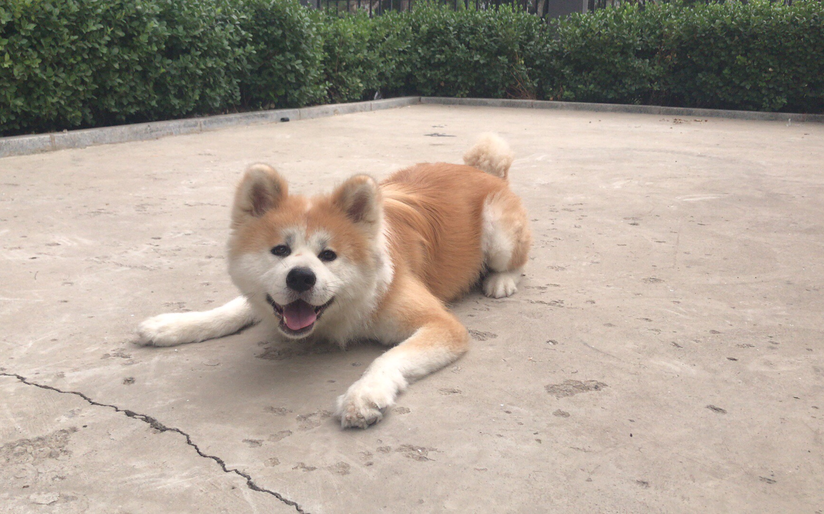 长毛秋田犬 椰比菜的日常p1 新系列开启!