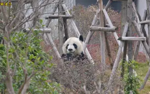 Tải video: 12.21  美食博主美兰＂大姐＂