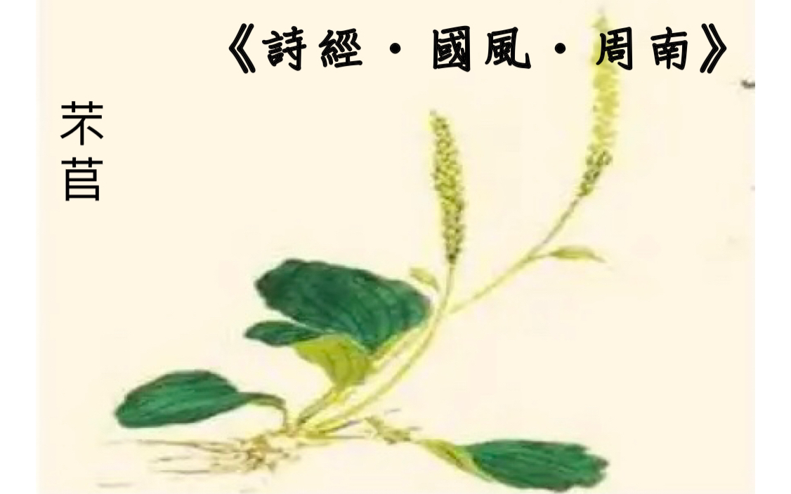 [图]008_【诗经•国风•第一节 周南】8.《芣苢》