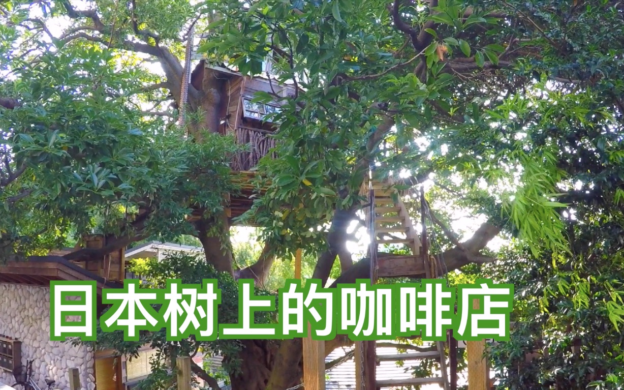 日本树上的咖啡店sakurayuri闹