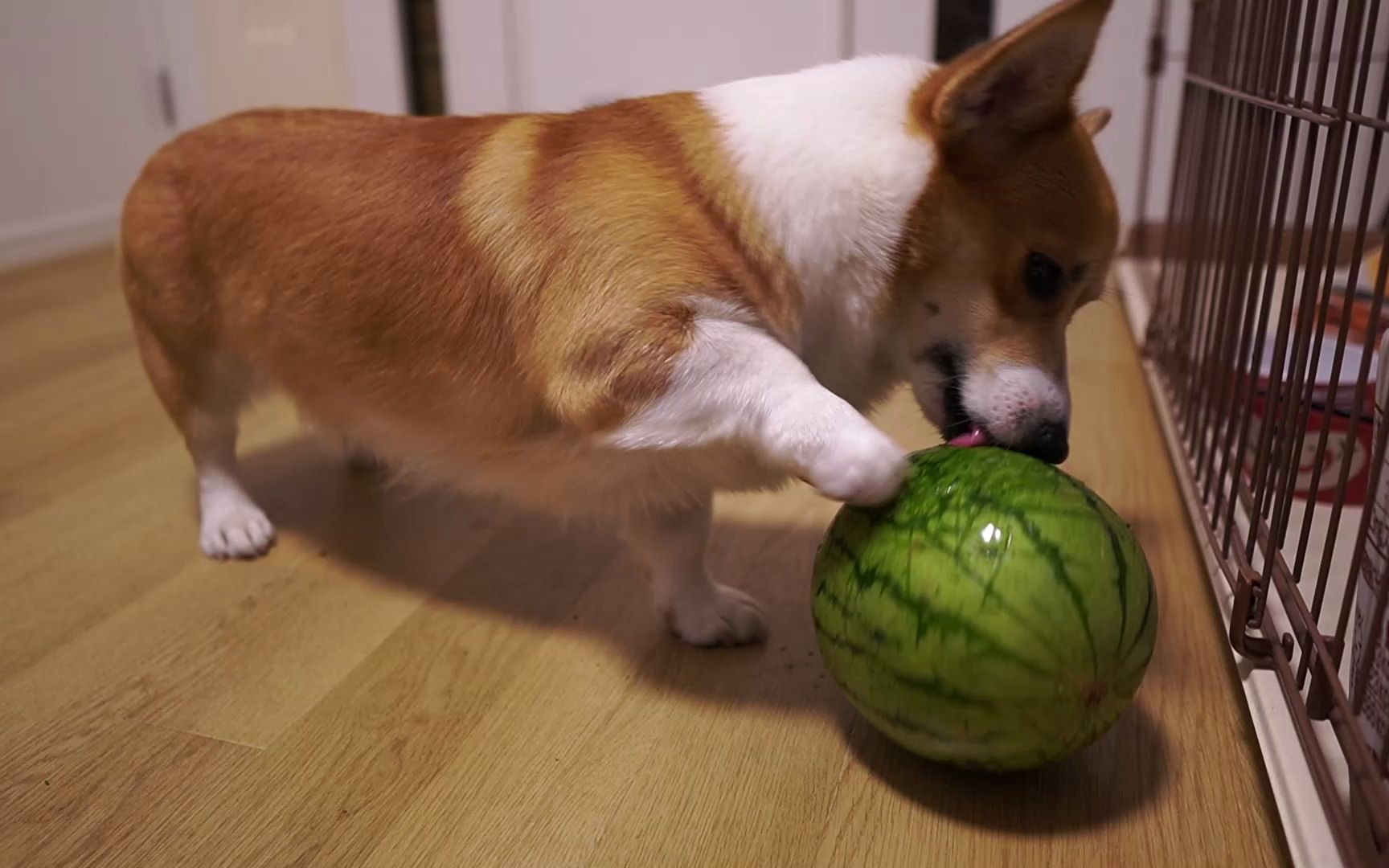 想吃西瓜的柯基犬