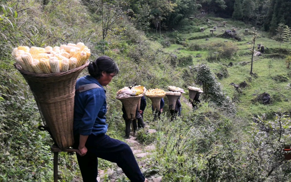 实拍贵州山区一群老人搬包谷,全程方言交流,云贵川兄弟们都能听懂吗?