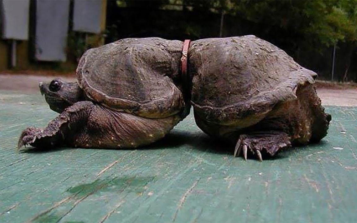 触目惊心由于污染一只乌龟被塑料垃圾勒成花生形状油兔不二字幕组