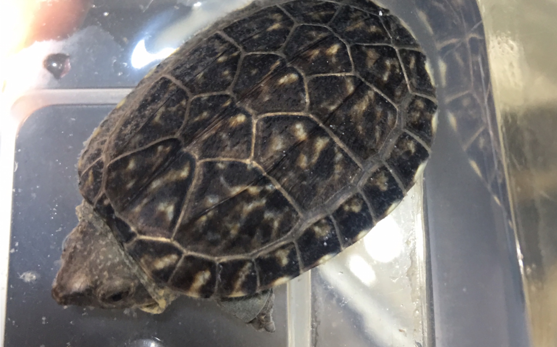 今年的顶级萨尔文蛋龟苗集锦 2019葱葱出品 萨尔文真正拉开差距的在于