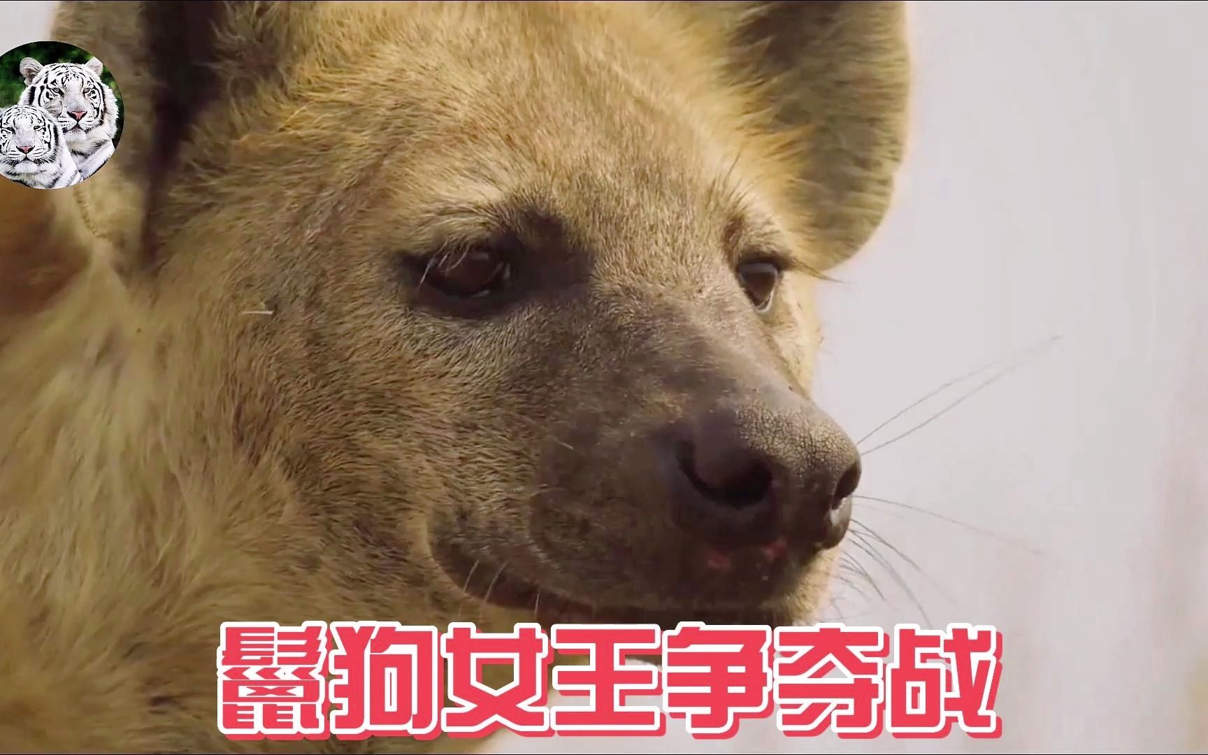 动物界的权位之争,鬣狗女王逆袭记录