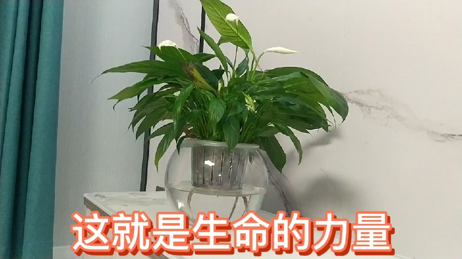 这就是生命的力量!