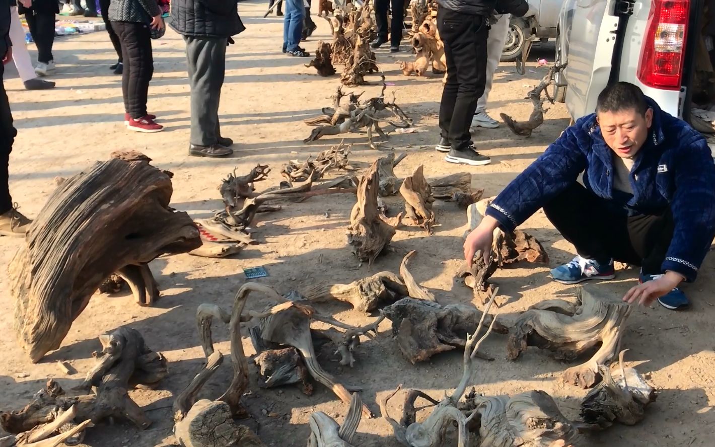 实拍焦作最大崖柏市场,崖柏摆的遍地都是,自场面你见过吗?