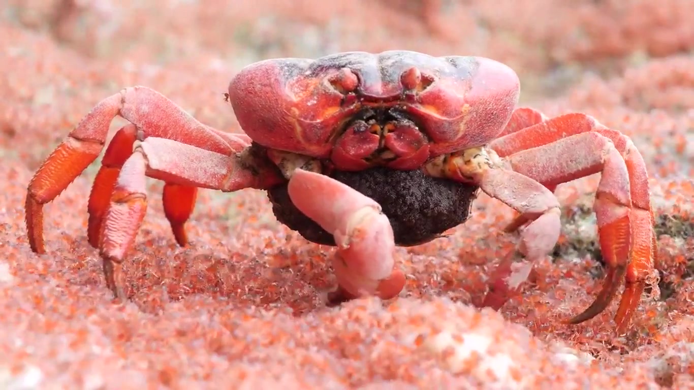 红螃蟹静静地吃掉自己的孩子