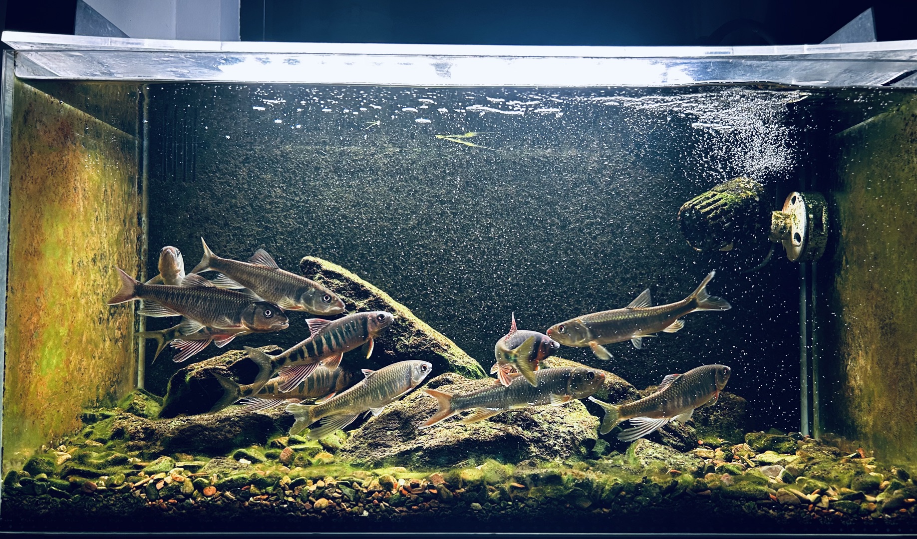 60缸养马口,长鳍鱲,宽鳍鱲