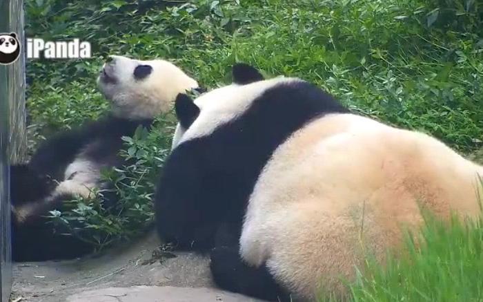 [图]20180623《大熊猫妃妃仔和他麻麻》麻麻，你家崽好玩不？