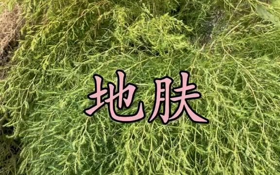 本草植物【地肤子】哔哩哔哩bilibili