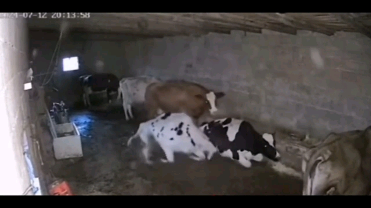 监控下黑牛杀白牛,一套跪杀轻松拿捏.本是同栏生相煎何太急!