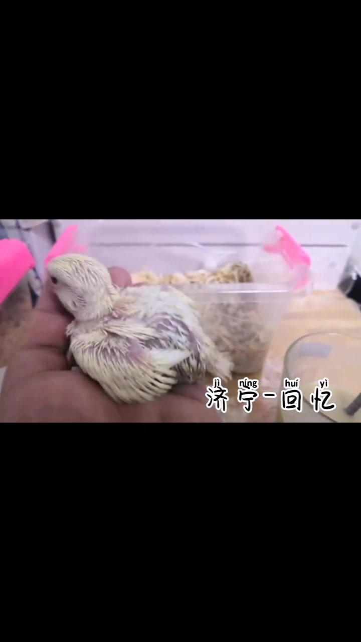 牡丹鹦鹉日本桃雏鸟