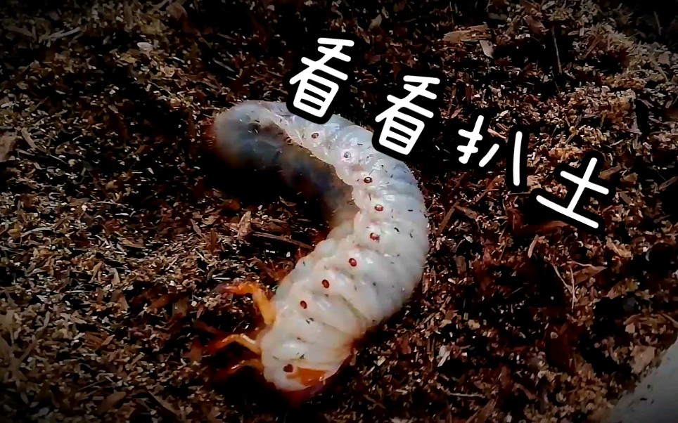 【no.955】虫宝成长日志 肥肥与豆丁_哔哩哔哩_bilibili