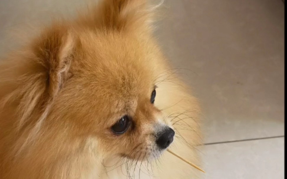 中俄混血的小博美