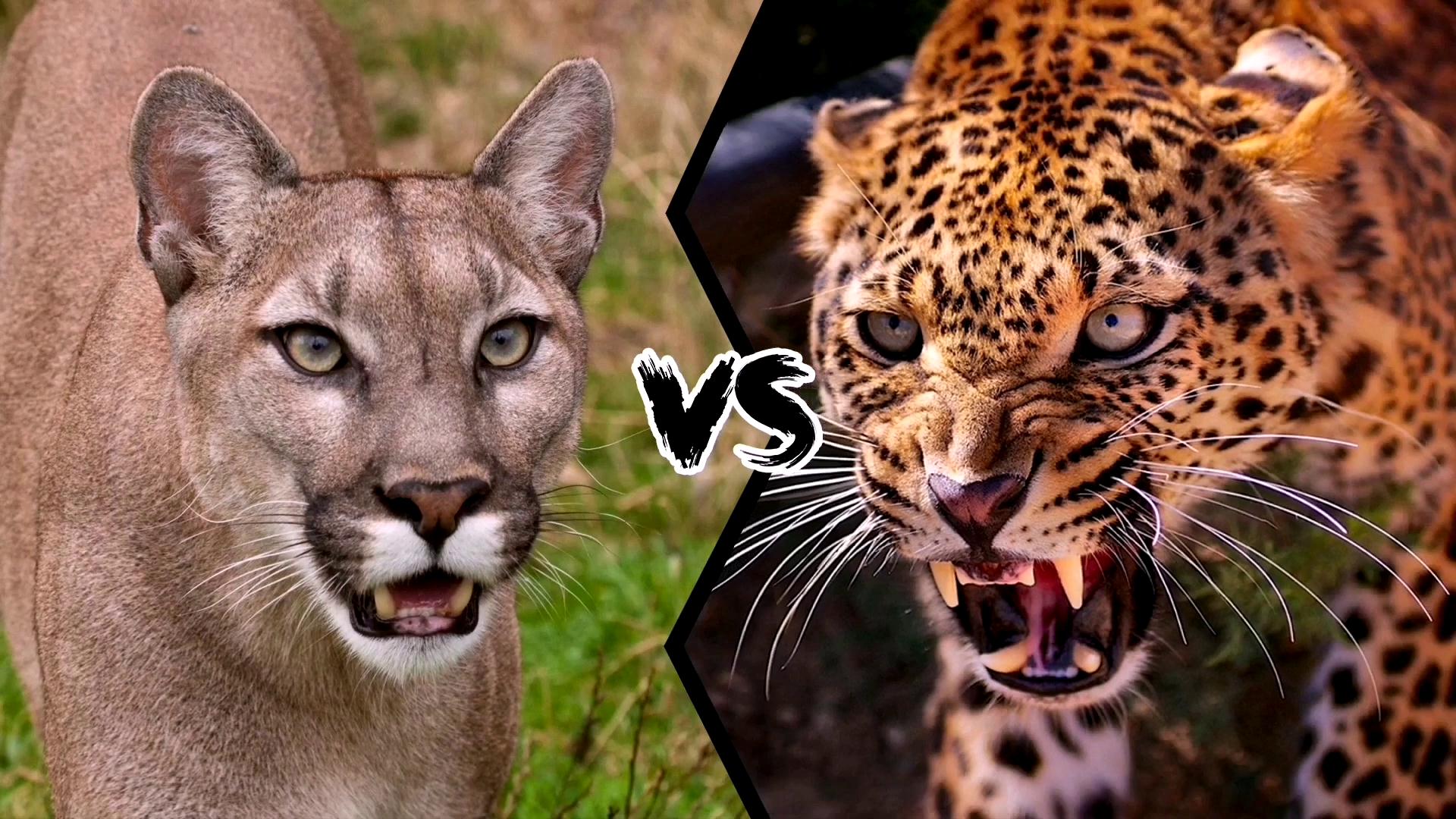 美洲狮vs美洲豹猛兽对决谁会获胜