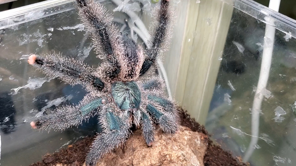 正在吃东西的巨人圭亚那粉趾_哔哩哔哩_bilibili