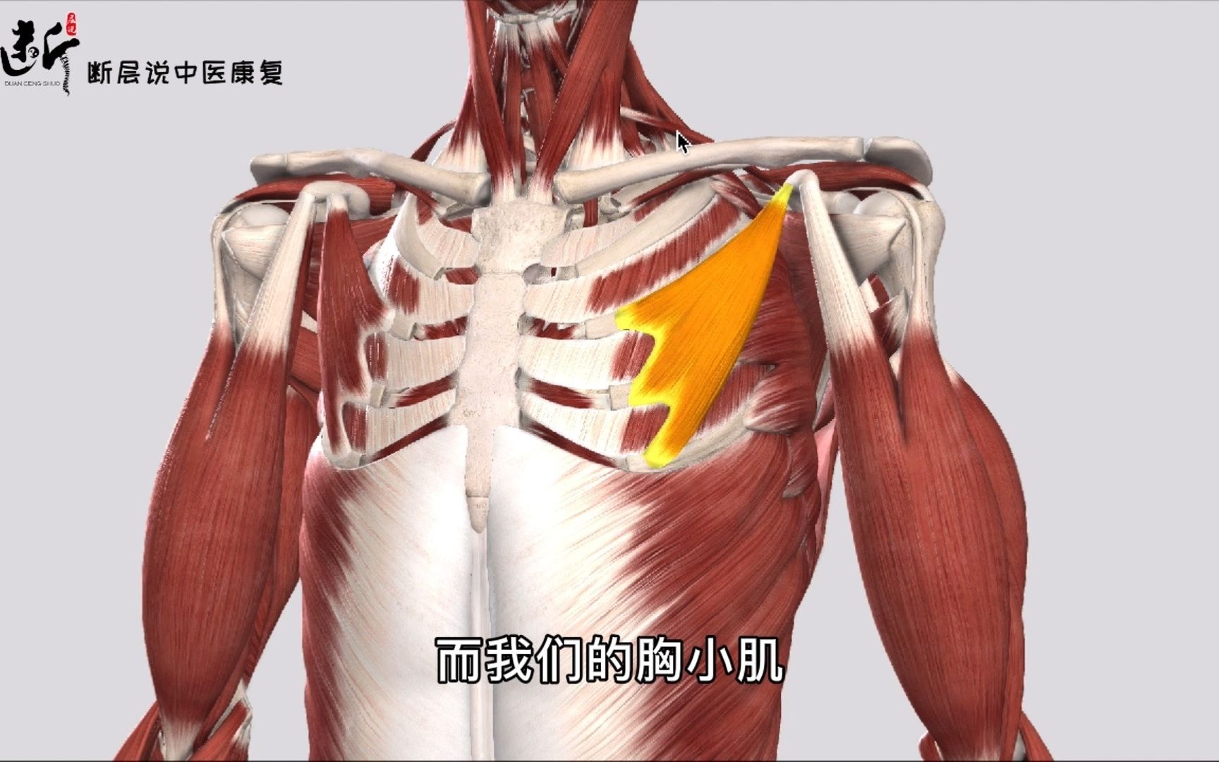 胸小肌的准确位置图片图片