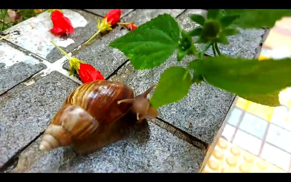 [图]Lo Sir Basic Biology Concept Channel ~ Pruning = Destruction of snails' habitat-