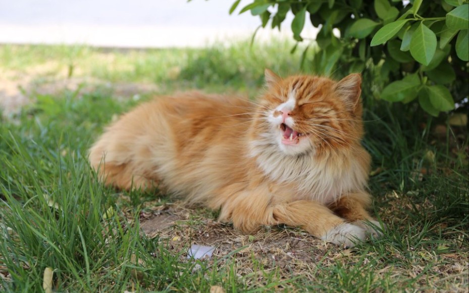 二零二零,新年行大运.防控疫情,我们在一起.中航大校猫鳌拜,祝大家新春快乐!【中航大鳌拜制作组】哔哩哔哩bilibili