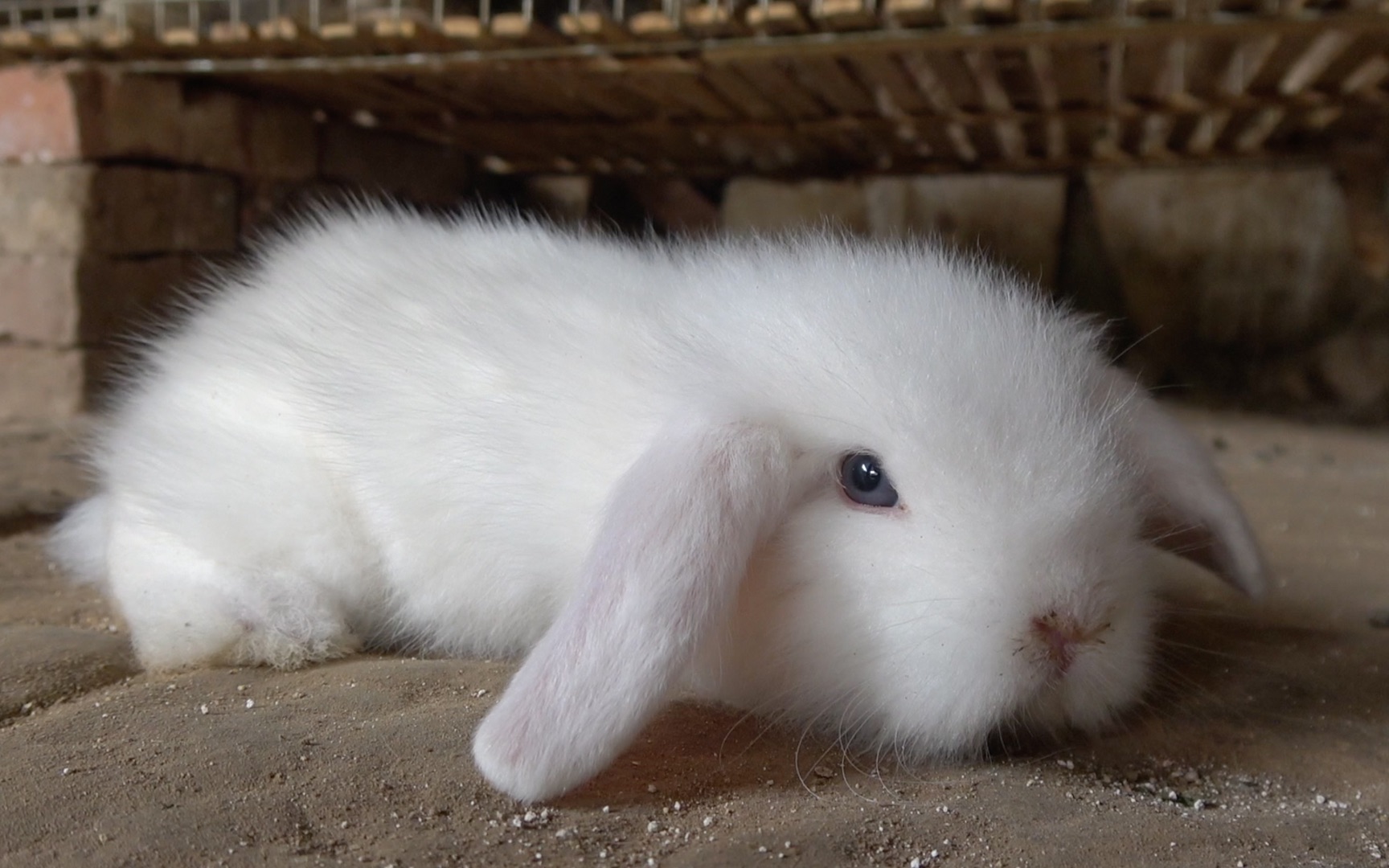 垂耳兔的耳朵多久可以下垂呢?一般是45天,但这只兔子看心情!