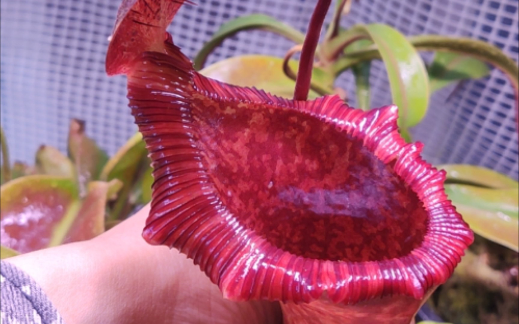 黑精灵猪笼草漫长而奇妙的开笼过程