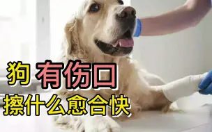 下载视频: 狗有伤口擦什么愈合快