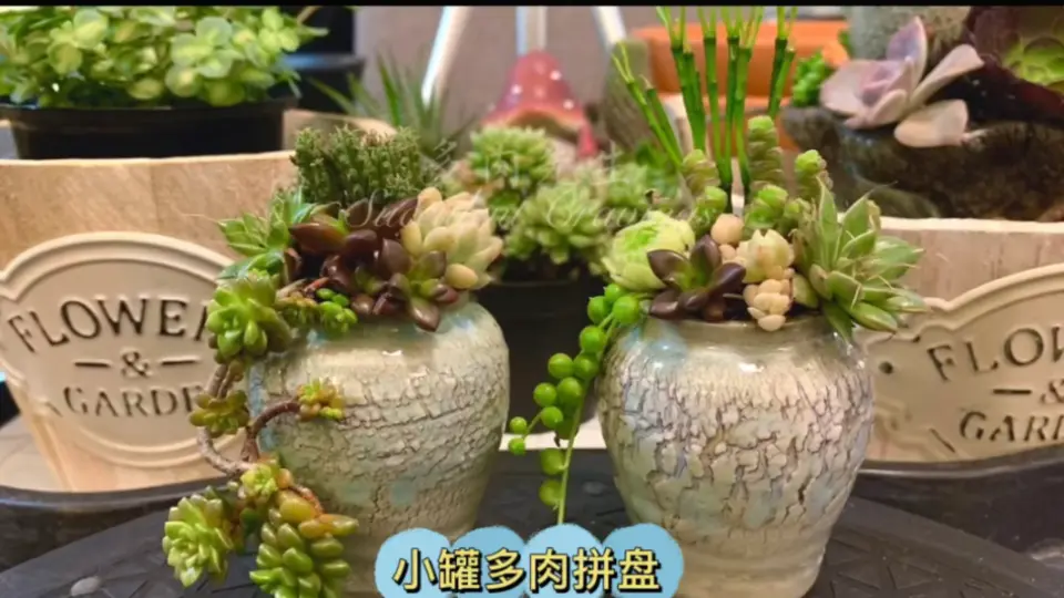 小花盆，也能种出多肉植物拼盘_哔哩哔哩_bilibili