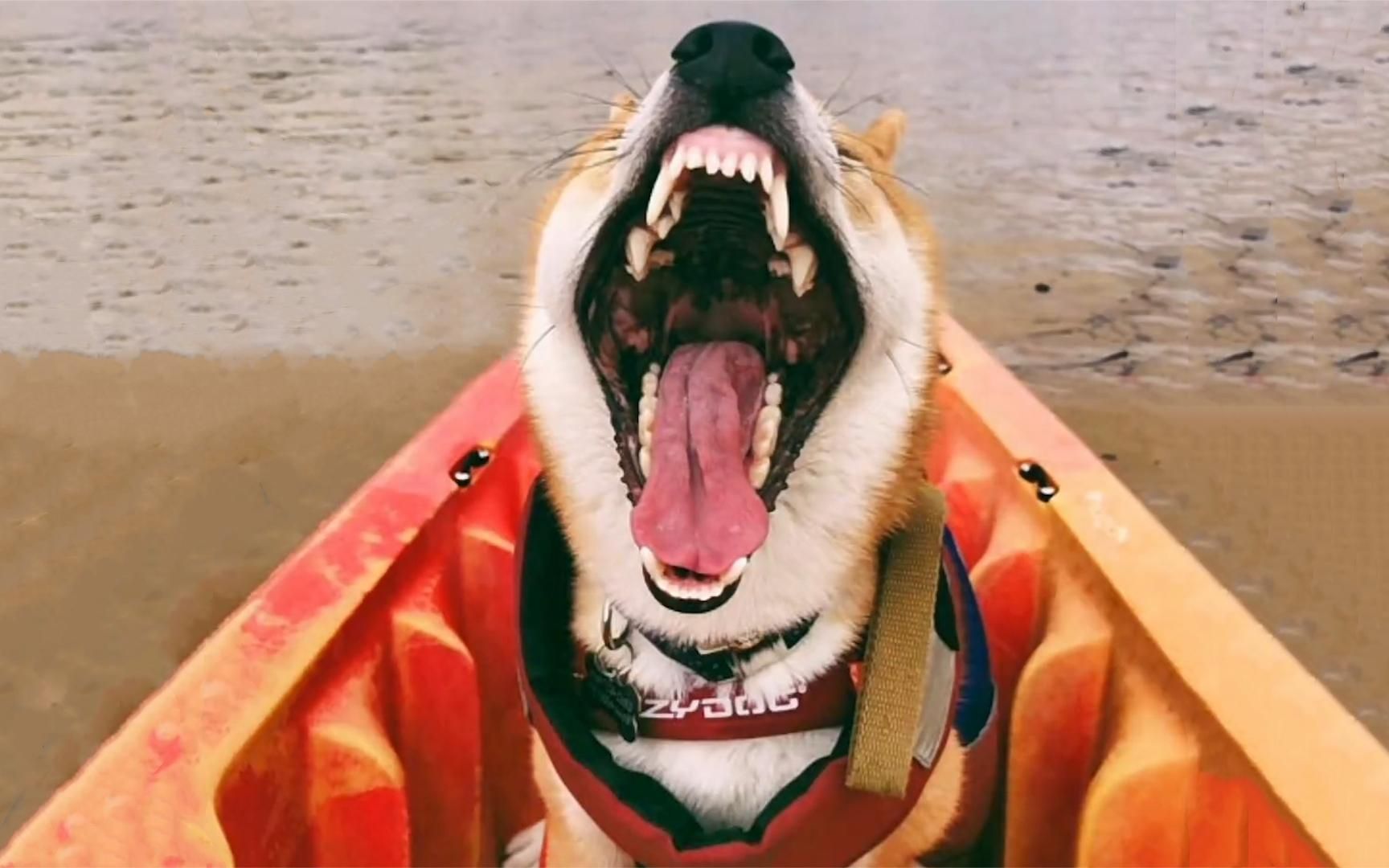 狗狗魔性笑声治愈锦集,看到最后终于憋不住笑到肚子疼