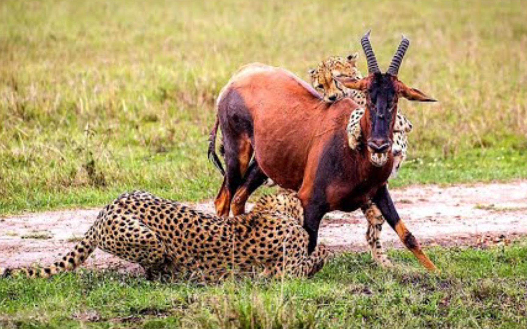 猎豹捕猎观赏度太高了