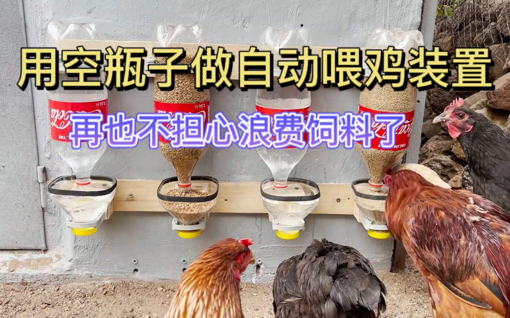 用空水瓶自制自动喂鸡装置,不仅节省人工,还节约了饲料