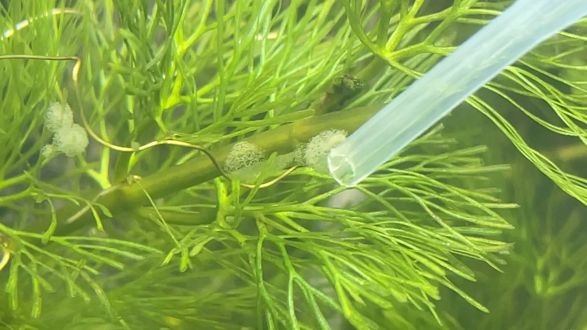 鱼缸出现钟虫啦_哔哩哔哩_bilibili