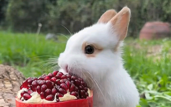 吃水果的小兔子好萌