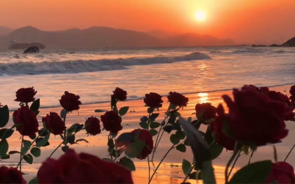 春天里夕阳种下玫瑰,给我一分钟,让心流离失所.